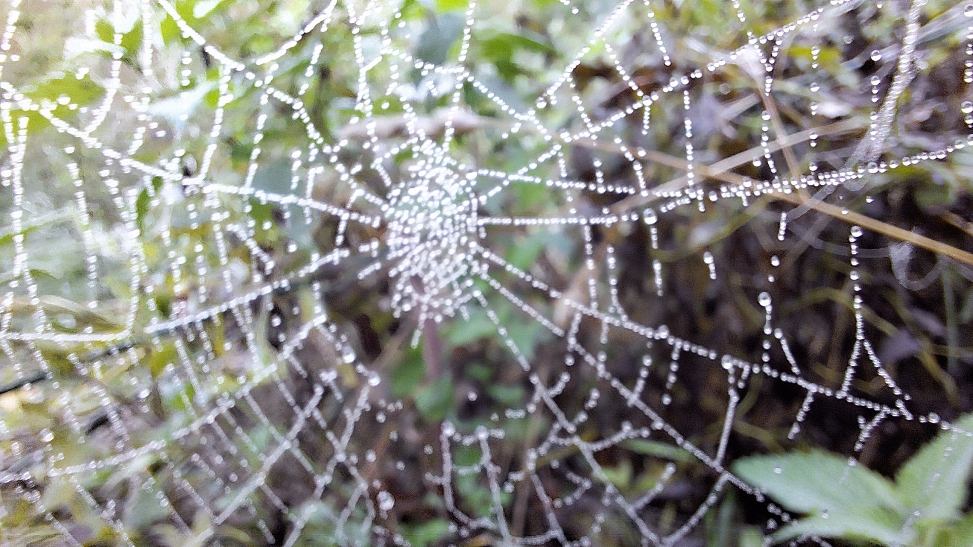 Spider web by Flaunden Grove 